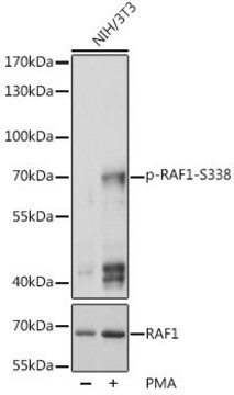 Anti-Phospho-RAF1-S338 antibody produced in rabbit