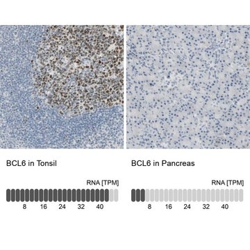 Anti-BCL6 antibody produced in rabbit Prestige Antibodies&#174; Powered by Atlas Antibodies, affinity isolated antibody, buffered aqueous glycerol solution