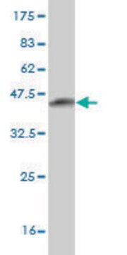 Monoclonal Anti-ATRX antibody produced in mouse clone 3C9, purified immunoglobulin, buffered aqueous solution