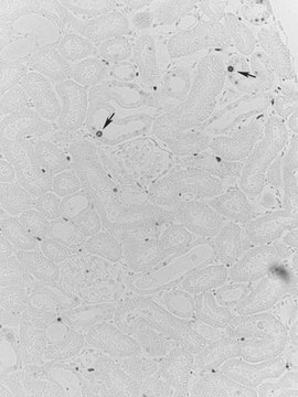 Anti-PCNA Antibody, clone PC10 clone PC10, Upstate&#174;, from mouse