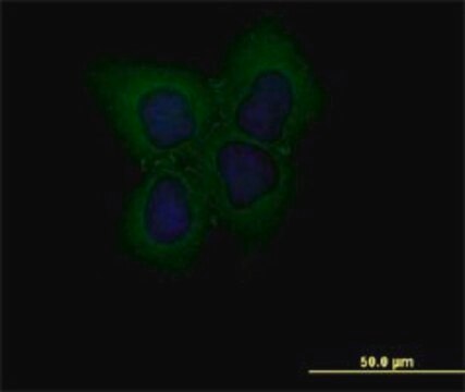 Monoclonal Anti-CLDN1 antibody produced in mouse clone 2E2-H5, purified immunoglobulin, buffered aqueous solution