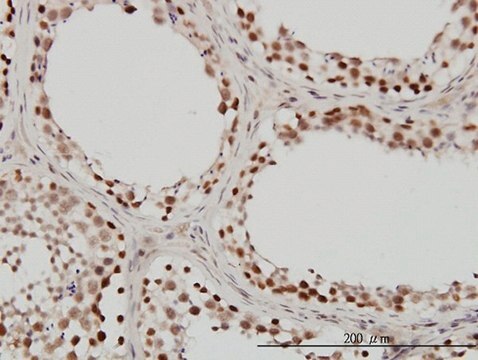 Monoclonal Anti-SMARCB1 antibody produced in mouse clone 3E10, purified immunoglobulin, buffered aqueous solution