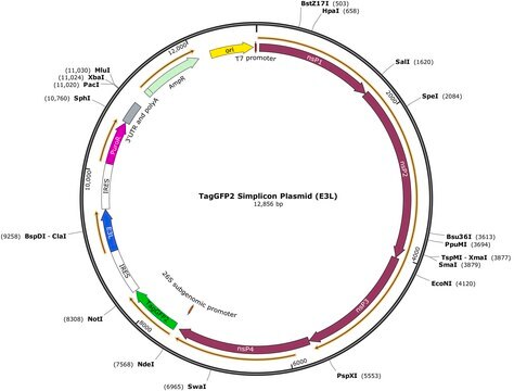 TagGFP2 Simplicon&#174; Plasmid (E3L) To determine optimal transfection conditions to express the self-replicating RNA of your interest through using Simplicon Cloning Vector (E3L) (Part #:SCR724) in hard-to- transfect somatic or primary cells