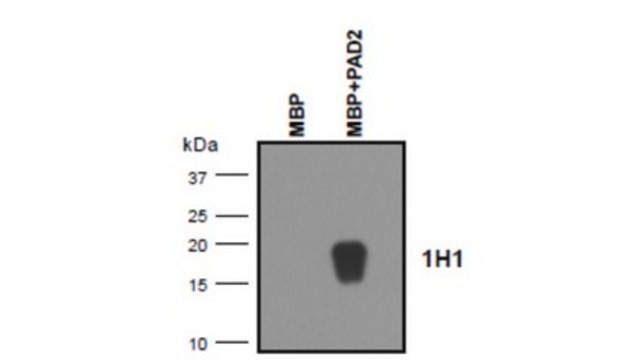 Anti-MBP (Citrulline R122) Antibody, clone 1H1 clone 1H1, from mouse