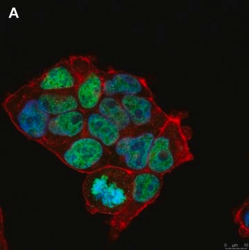 Anti-Histone H3.3 G34R Antibody, clone 2L10 ZooMAb&#174; Rabbit Monoclonal recombinant, expressed in HEK 293 cells