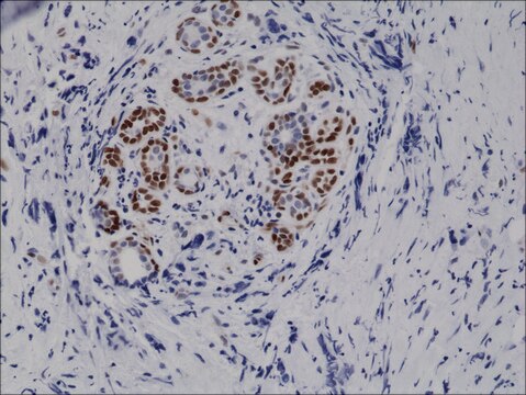 Anti-Phospho-STAT3 (Tyr705) antibody, Rabbit monoclonal recombinant, expressed in HEK 293 cells, clone RM261, purified immunoglobulin