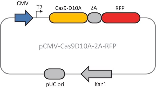 CMV-CAS9D10A-2A-RFP Plasmid