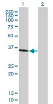 Anti-SPON2 antibody produced in mouse purified immunoglobulin, buffered aqueous solution