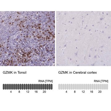 Anti-GZMK antibody produced in rabbit Prestige Antibodies&#174; Powered by Atlas Antibodies, affinity isolated antibody, buffered aqueous glycerol solution