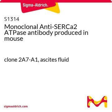 Monoclonal Anti-SERCa2 ATPase antibody produced in mouse clone 2A7-A1, ascites fluid