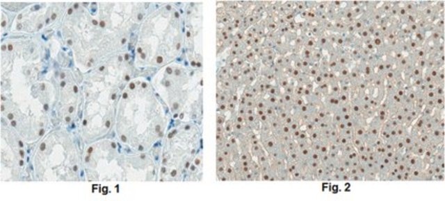 Anti-HNF-1-beta Antibody, clone 12A5.1 clone 12A5.1, from mouse