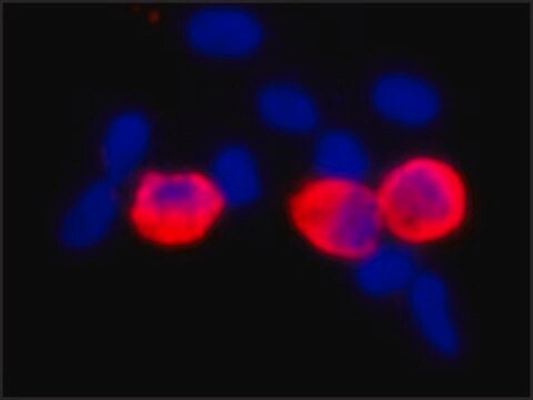 Monoclonal Anti-c-Myc antibody produced in mouse clone 9E10, ascites fluid