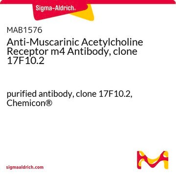 Anti-Muscarinic Acetylcholine Receptor m4 Antibody, clone 17F10.2 purified antibody, clone 17F10.2, Chemicon&#174;