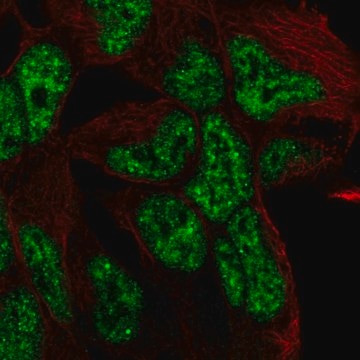 Anti-TCF15 antibody produced in rabbit Prestige Antibodies&#174; Powered by Atlas Antibodies, affinity isolated antibody