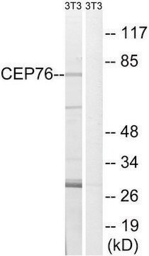 Anti-CEP76 antibody produced in rabbit affinity isolated antibody