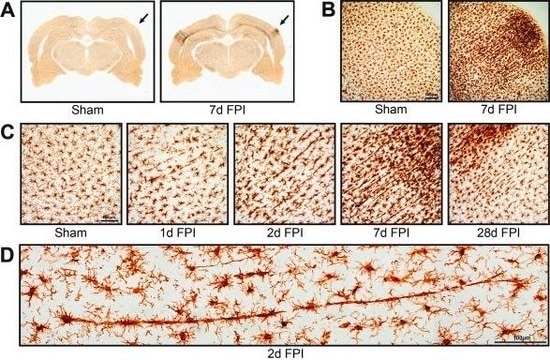 Anti-Iba1/AIF1 Antibody clone 20A12.1, from mouse