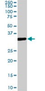 ANTI-MEOX2 antibody produced in mouse clone 5E1, purified immunoglobulin, buffered aqueous solution