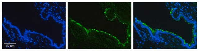 Anti-HSP90B1 antibody produced in rabbit affinity isolated antibody