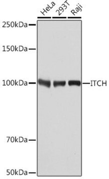 Anti- ITCH antibody produced in rabbit