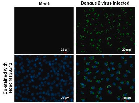 Anti-NS1 antibody produced in rabbit affinity isolated antibody, buffered aqueous solution