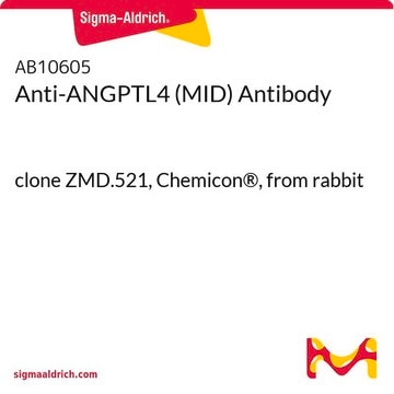 Anti-ANGPTL4 (MID) Antibody clone ZMD.521, Chemicon&#174;, from rabbit