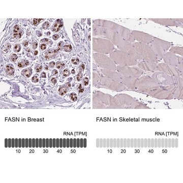 Anti-FASN antibody produced in rabbit Prestige Antibodies&#174; Powered by Atlas Antibodies, affinity isolated antibody, buffered aqueous glycerol solution