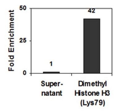 Anti-dimethyl-Histone H3 (Lys79) Antibody, clone NL59, Trial Size, rabbit monoclonal culture supernatant, clone NL59, Upstate&#174;