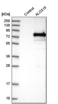 Anti-ALOX15 antibody produced in rabbit Prestige Antibodies&#174; Powered by Atlas Antibodies, affinity isolated antibody, buffered aqueous glycerol solution