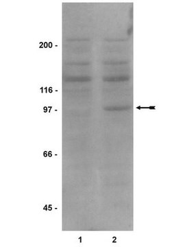 Anti-phospho-STAT6 (Tyr641) Antibody, clone 16E12 clone 16E12, Upstate&#174;, from mouse