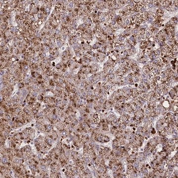 Anti-SUSD3 antibody produced in rabbit Prestige Antibodies&#174; Powered by Atlas Antibodies, affinity isolated antibody, buffered aqueous glycerol solution