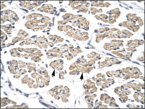 Anti-STAT4 antibody produced in rabbit IgG fraction of antiserum