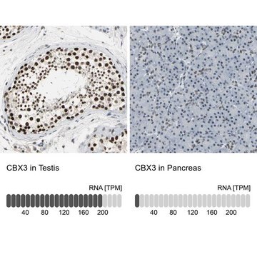 Anti-CBX3 antibody produced in rabbit Prestige Antibodies&#174; Powered by Atlas Antibodies, affinity isolated antibody, buffered aqueous glycerol solution