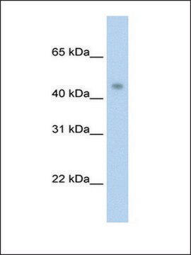 Anti-PRMT8 antibody produced in rabbit IgG fraction of antiserum