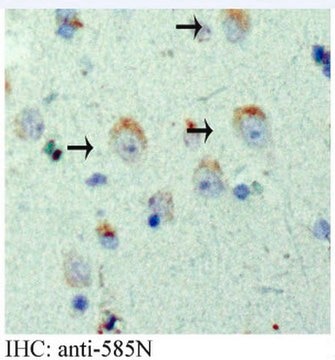 Anti-APP Antibody, AEP-cleaved (585N) serum, from rabbit