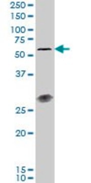 Monoclonal Anti-IL23R antibody produced in mouse clone 3D7, purified immunoglobulin, buffered aqueous solution