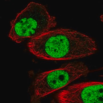 Anti-HNRNPA2B1 antibody produced in rabbit Prestige Antibodies&#174; Powered by Atlas Antibodies, affinity isolated antibody