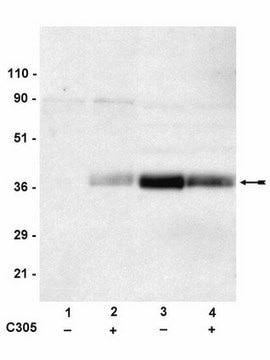 Anti-phospho-LAT (Tyr191) Antibody Upstate&#174;, from rabbit