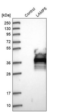 Anti-LAMP5 antibody produced in rabbit Prestige Antibodies&#174; Powered by Atlas Antibodies, affinity isolated antibody, buffered aqueous glycerol solution