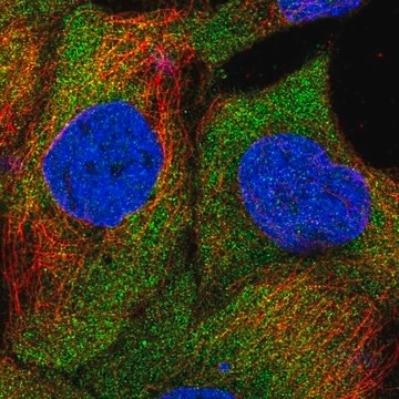 Anti-SAMD4B antibody produced in rabbit Prestige Antibodies&#174; Powered by Atlas Antibodies, affinity isolated antibody