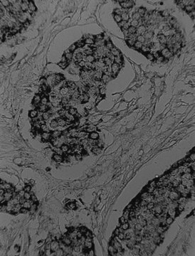 Anti-VEGF Antibody, clone JH clone JH, Upstate&#174;, from mouse