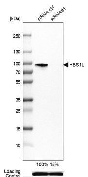 Anti-HBS1L antibody produced in rabbit Prestige Antibodies&#174; Powered by Atlas Antibodies, affinity isolated antibody, buffered aqueous glycerol solution, ab2