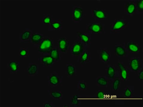 Monoclonal Anti-AHR antibody produced in mouse clone 3B12, purified immunoglobulin, buffered aqueous solution