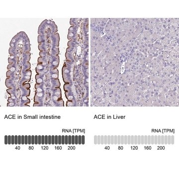 Anti-ACE antibody produced in rabbit Prestige Antibodies&#174; Powered by Atlas Antibodies, affinity isolated antibody, buffered aqueous glycerol solution