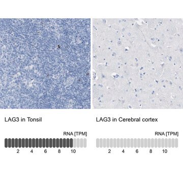 Anti-LAG3 antibody produced in rabbit Prestige Antibodies&#174; Powered by Atlas Antibodies, affinity isolated antibody, buffered aqueous glycerol solution