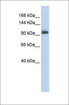 Anti-RNF31 antibody produced in rabbit affinity isolated antibody