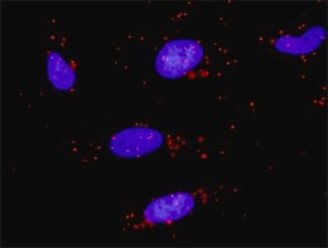 Monoclonal Anti-ZBTB16 antibody produced in mouse clone 3A7, purified immunoglobulin, buffered aqueous solution