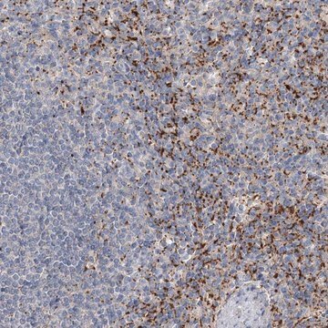 Anti-ALKBH8 antibody produced in rabbit Prestige Antibodies&#174; Powered by Atlas Antibodies, affinity isolated antibody, buffered aqueous glycerol solution