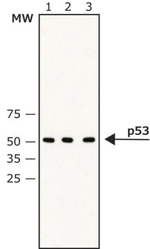 Anti-p53 antibody, Mouse monoclonal clone DO-2, purified from hybridoma cell culture