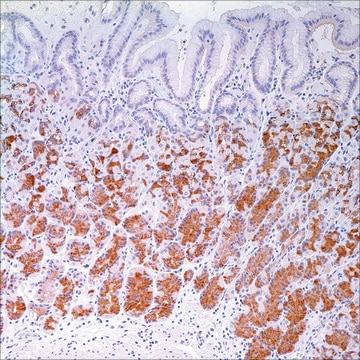 MUC6 (MRQ-20) Mouse Monoclonal Antibody