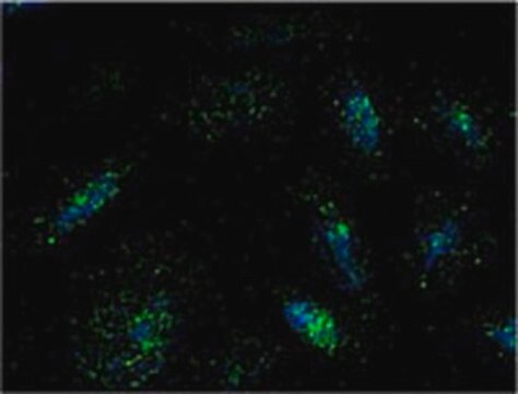 Anti-Lamp1 Mouse mAb (LY1C6) liquid, clone LY1C6, Calbiochem&#174;